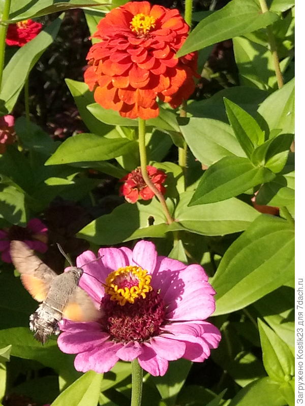 Это он же с другого ракурса...