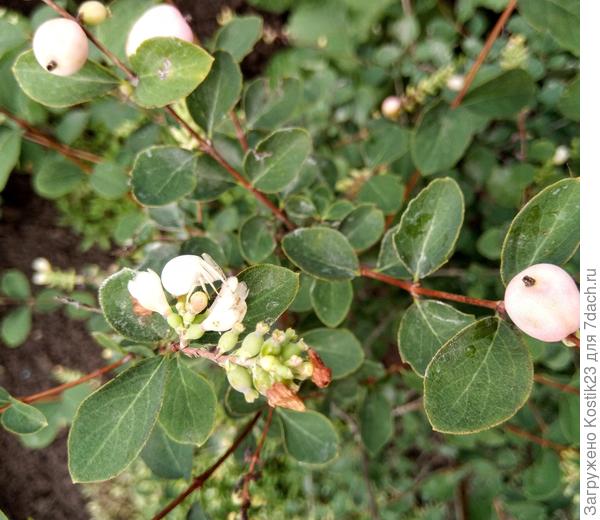 А здесь найди кто прячется среди ягодок снежноягодника :) Вчера сфотографировал:)