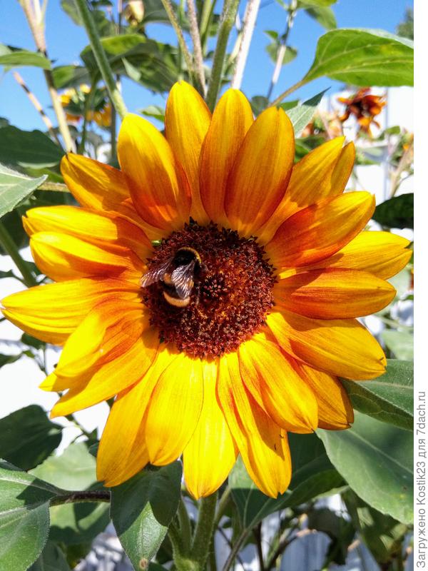 А это для улыбки :) !