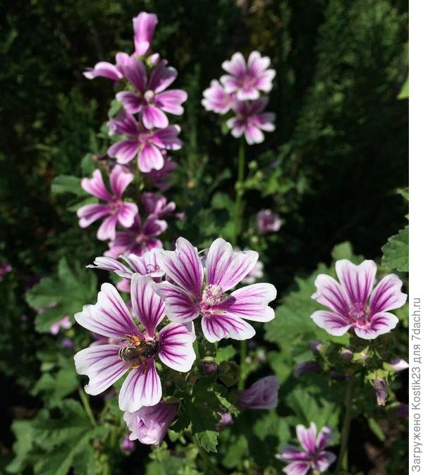 А это Мальва лесная :)... цветочки у неё мелкие но она цветёт обильно и очень нежная :)