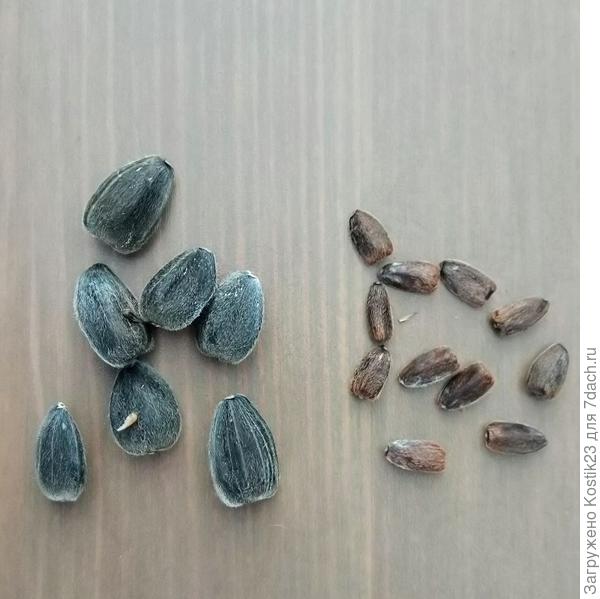 Вот крупные семечки это обычные,а рядом маленькие это декоративного подсолнуха...