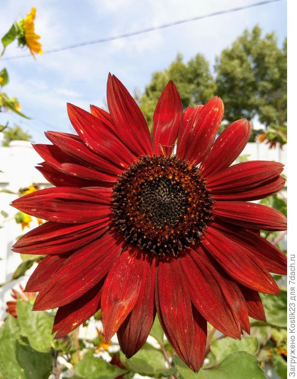 Он же , только что сфотографировал :)