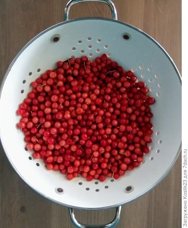 Помойте ягоды калины