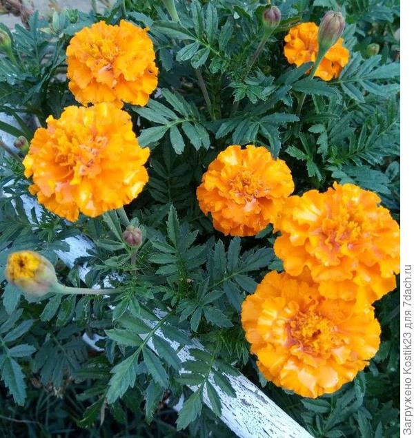 За всё лето впервые зацвели бархатцы...