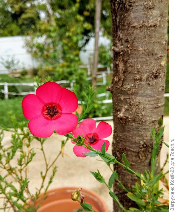 Лён не сдаётся :)