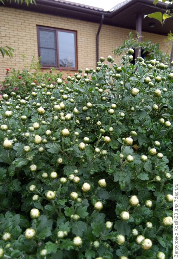 Начинает цвести впервые в этом году белый с кремовым оттенком дубок,в том году осенью посадил корешки ,сам ещё не видел какой красавец будет :)!