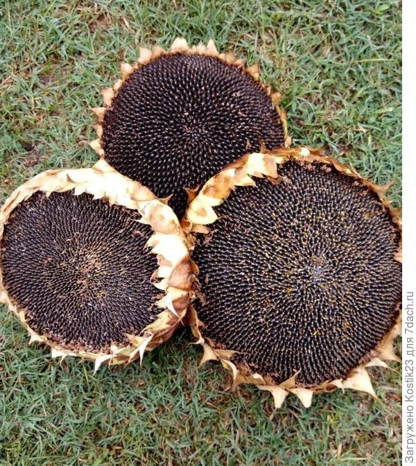 Те подсолнухи ,что не вырастут