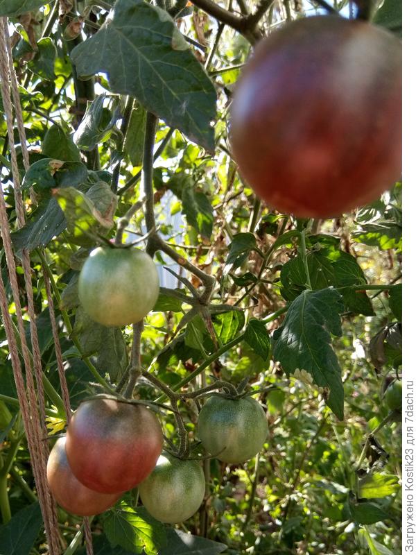 Черри &quot;чёрный&quot; ещё висят кое где грозди...