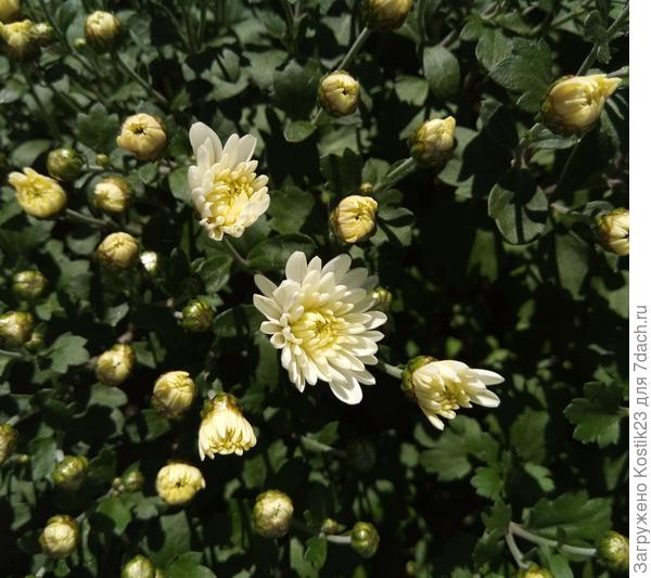 Вчера ,показал первые цветочки :)