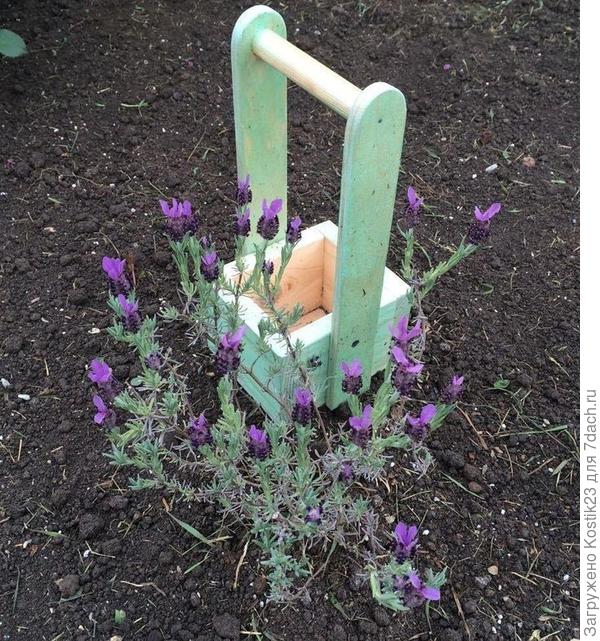 Та лаванда...