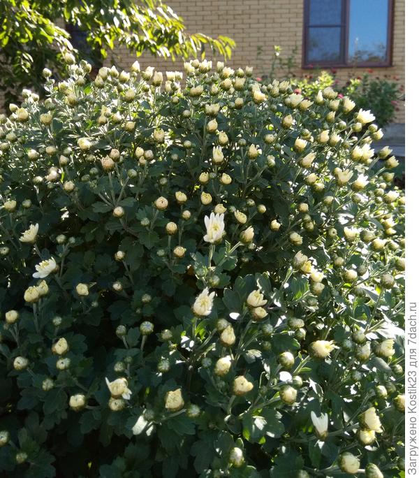 Тот дубок что не вырастет ...