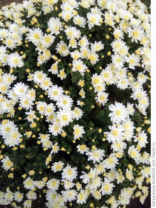 С каждым днём всё расцветает сильнее,скоро бордовые ,шоколадные и рыжые дубки пойдут :) ...