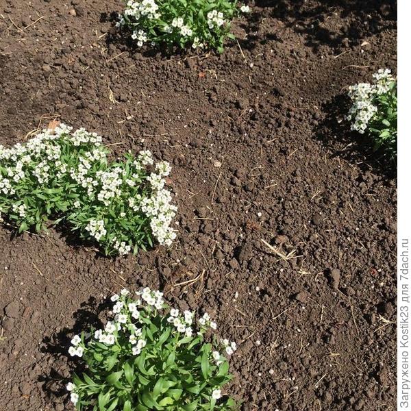 Через две недели ( жарко было в этом году, весной и они медленно росли )...