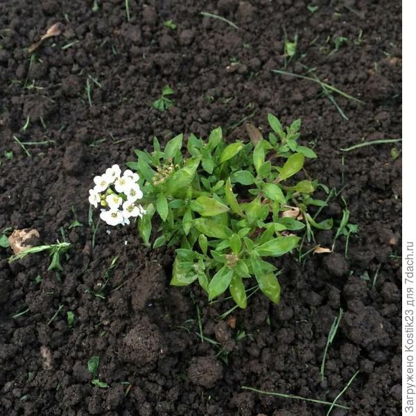 Вот такие посадил ...