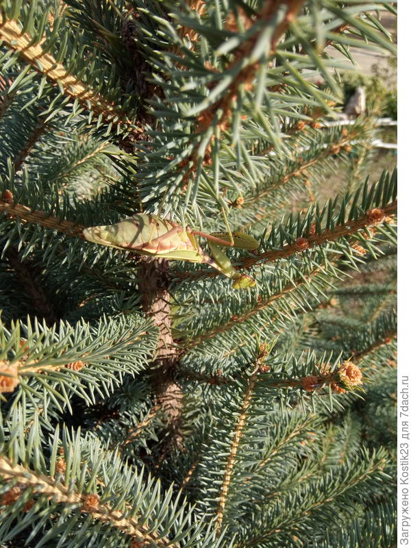 Сегодня днём снимал её ;)