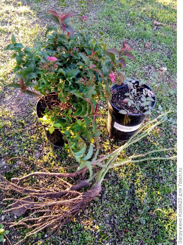 Новые жители...:)