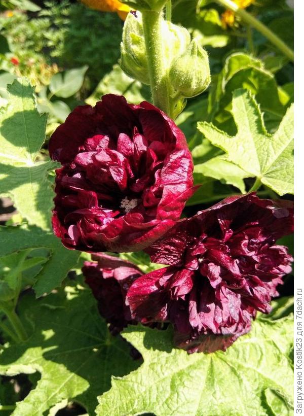 "Шток Роза".