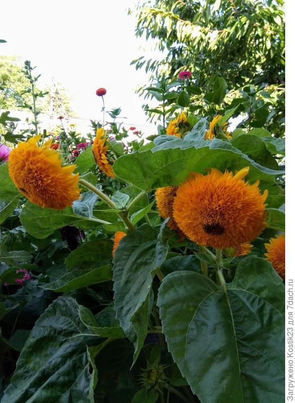 Подсолнух декоративный"Тедди".