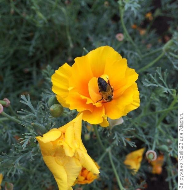 "Эшшольция"