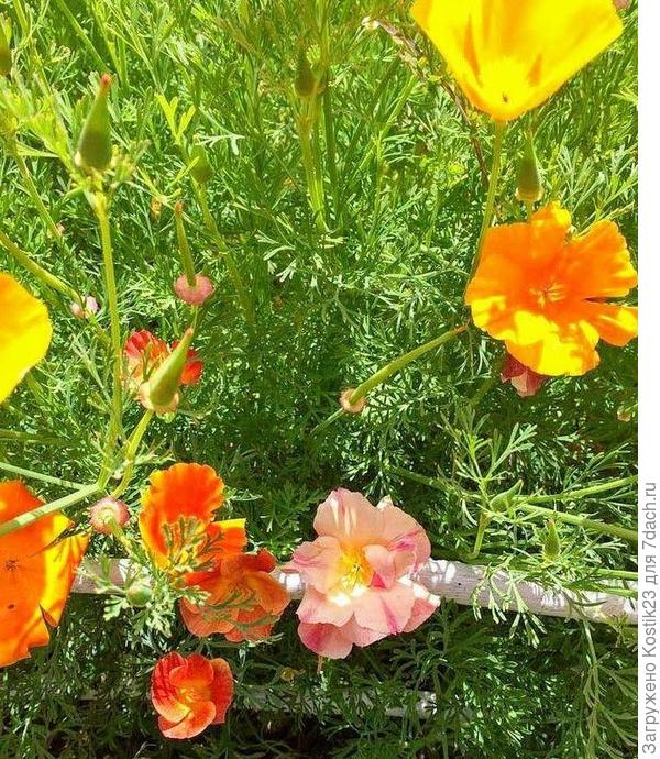 Некоторые цветы есть махровые и у "Эшшольции"