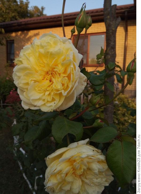 Роза плетнистая &quot;Казино&quot;.