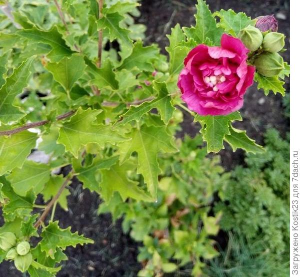 Гибискус сирийских "Дюк де Брабант"