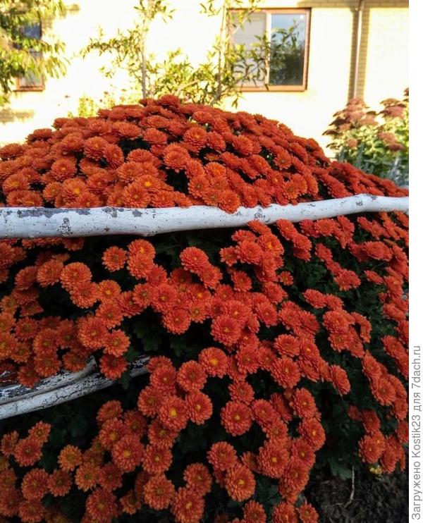 Хризантема.