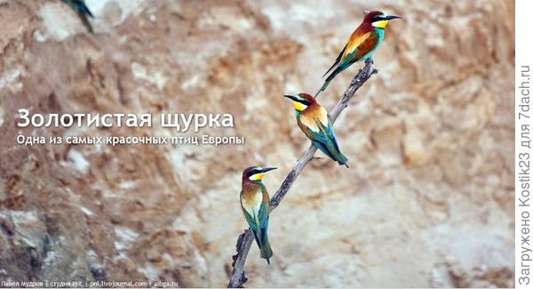 Фото с интернета...