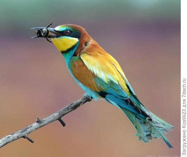 Фото с интернета...