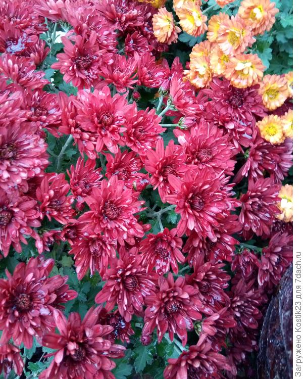 Вот некоторые хризантемы ,что сейчас цветут в саду из поздних сортов...