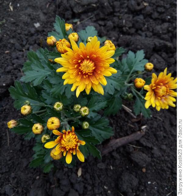 Новый житель сада:)