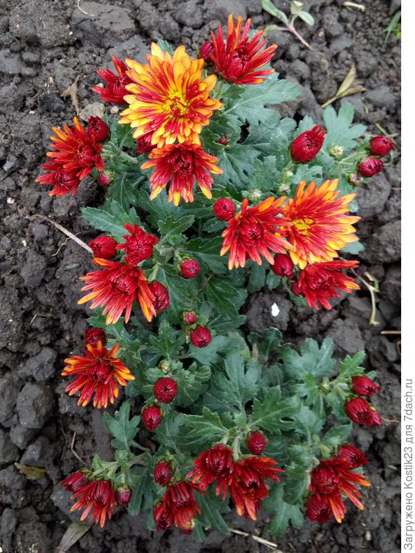 Новый житель сада :)