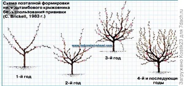 Низкий вариант ( Фотография из интернета).