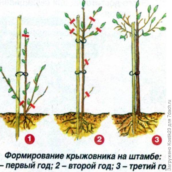 Высокий вариант... ( Фотография из интернета).