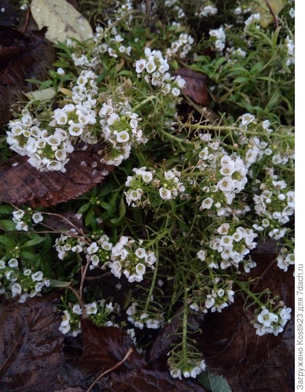 Алиссум по прежнему дразнит медовым ароматом ,если провести рукой по нему ладонь пахнет горячим летом ... :)