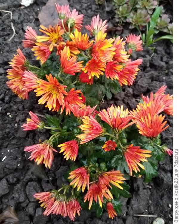 Хризантема &amp;quot;Дубки&amp;quot; поникла под каплями дождя...