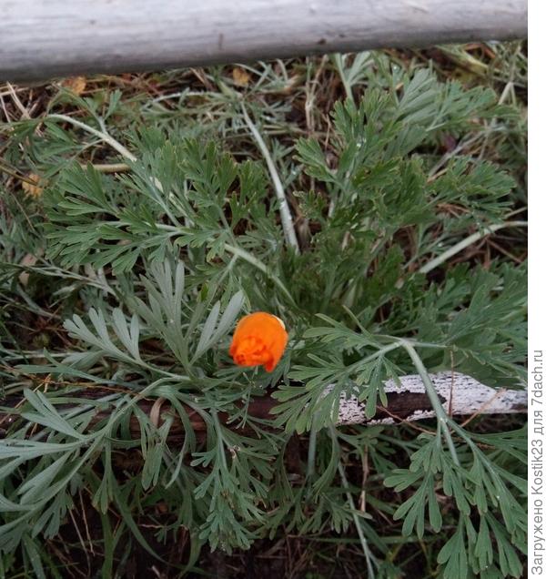 Эшшольция выпустила бутон, завтра уже расцветёт....