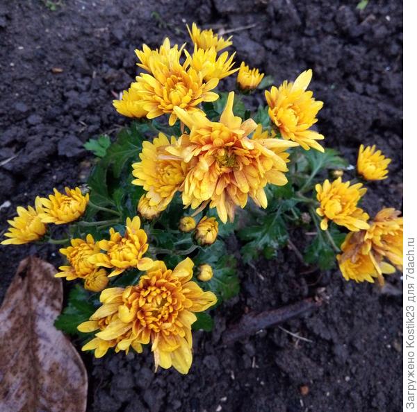 Хризантема&amp;quot;Дубки&amp;quot;