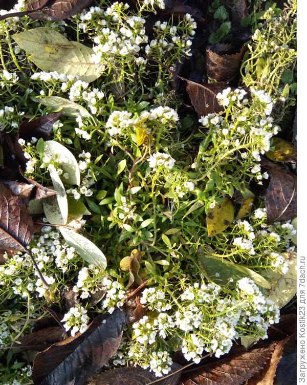 Ещё цветёт Алиссум :)