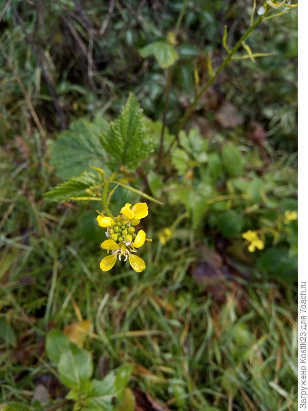 За двором у соседского забора цветёт какой то дикорос :)