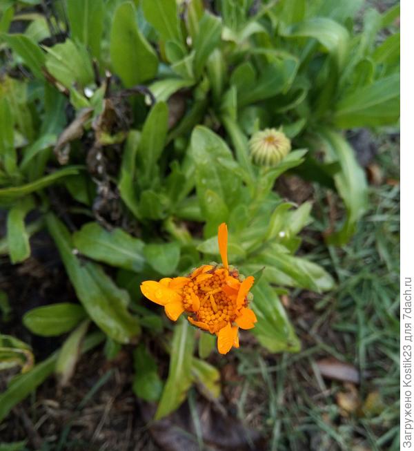 Пытается зацвести Календула  :)