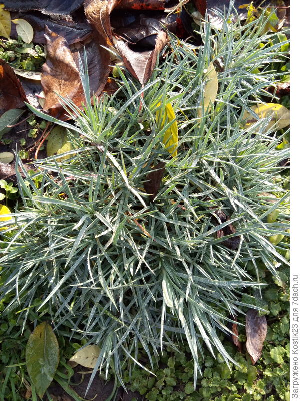 Ещё совсем сочные листики у некоторых кустиков Гвоздики:)