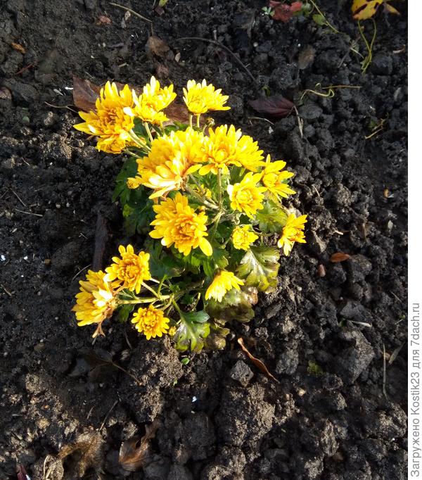 Хризантема &amp;quot;Дубки&amp;quot; ещё цветут поздние сорта...