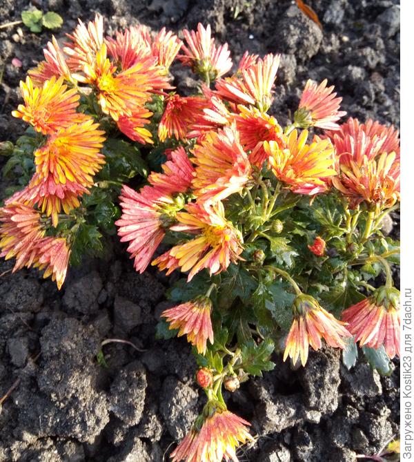 Хризантема &amp;quot;Дубки&amp;quot; потихоньку отходит и поникают цветочки...