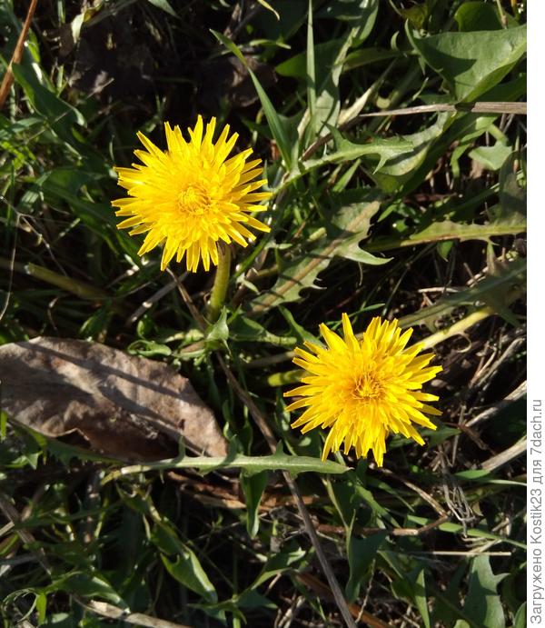 Одуванчик жёлтый сарафанчик...:)