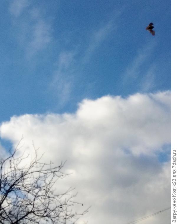 Проснулась летучая мышка , причём днём летала и ловила мошек :)