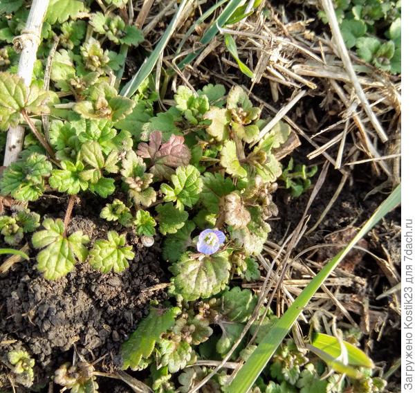 Голубой глазик :)