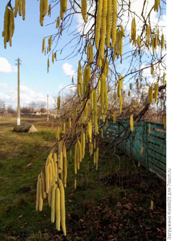 Цветёт фундук у соседей :)