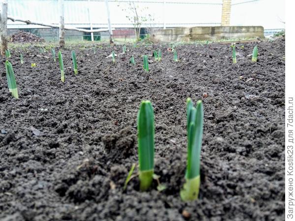 Всё больше и больше &amp;quot;стрелок&amp;quot; нарциссов :)