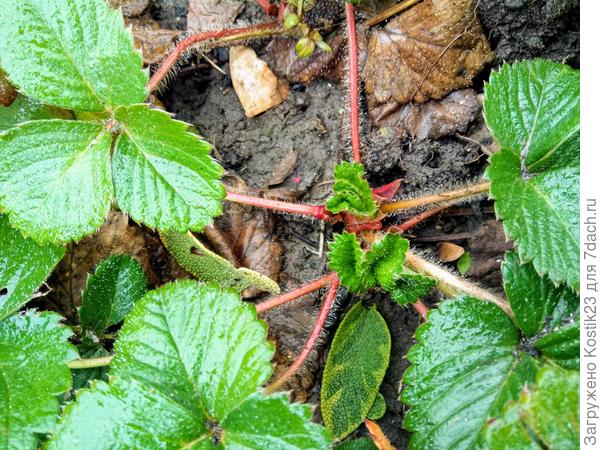 Молодые листики-&amp;quot;розеточки&amp;quot; у клубнички пошли... :)